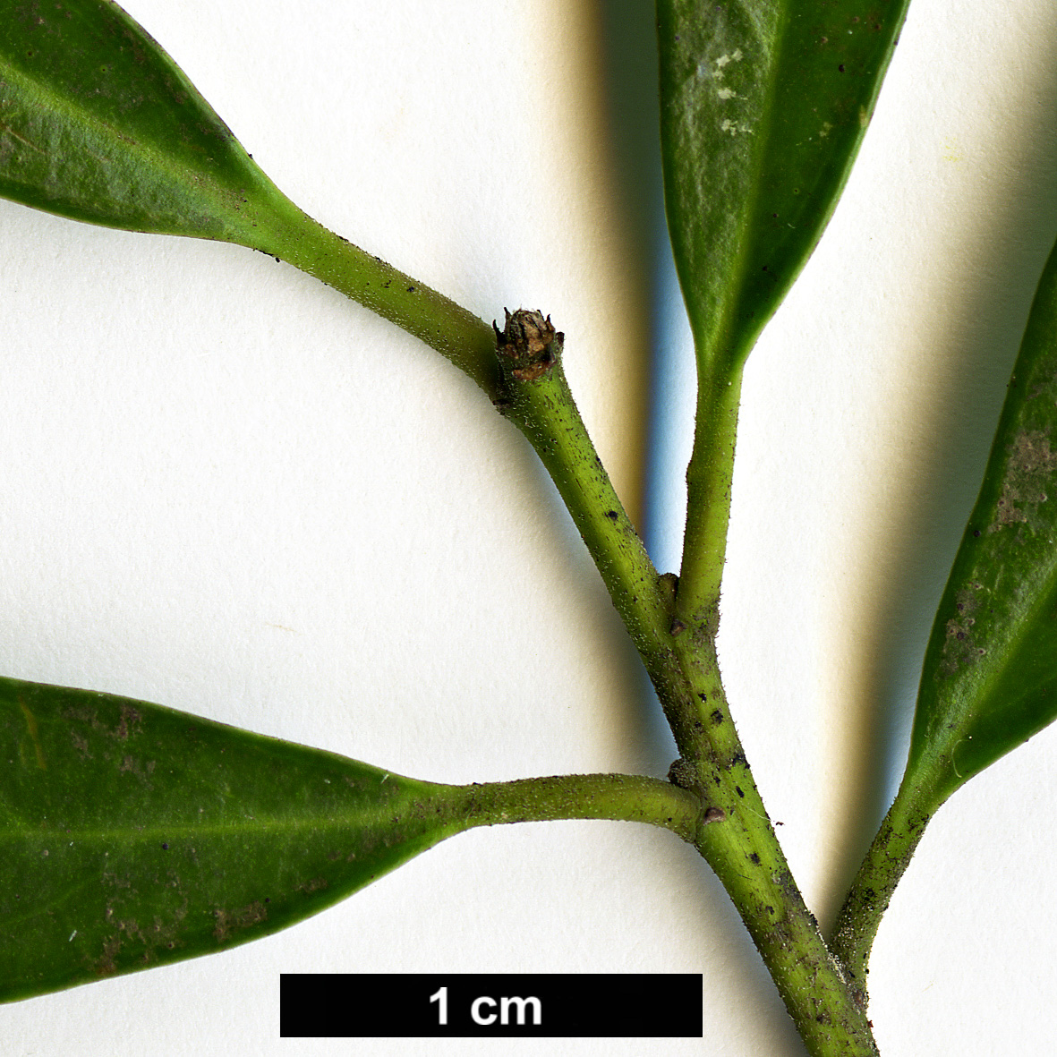 High resolution image: Family: Aquifoliaceae - Genus: Ilex - Taxon: cassine - SpeciesSub: var. angustifolia